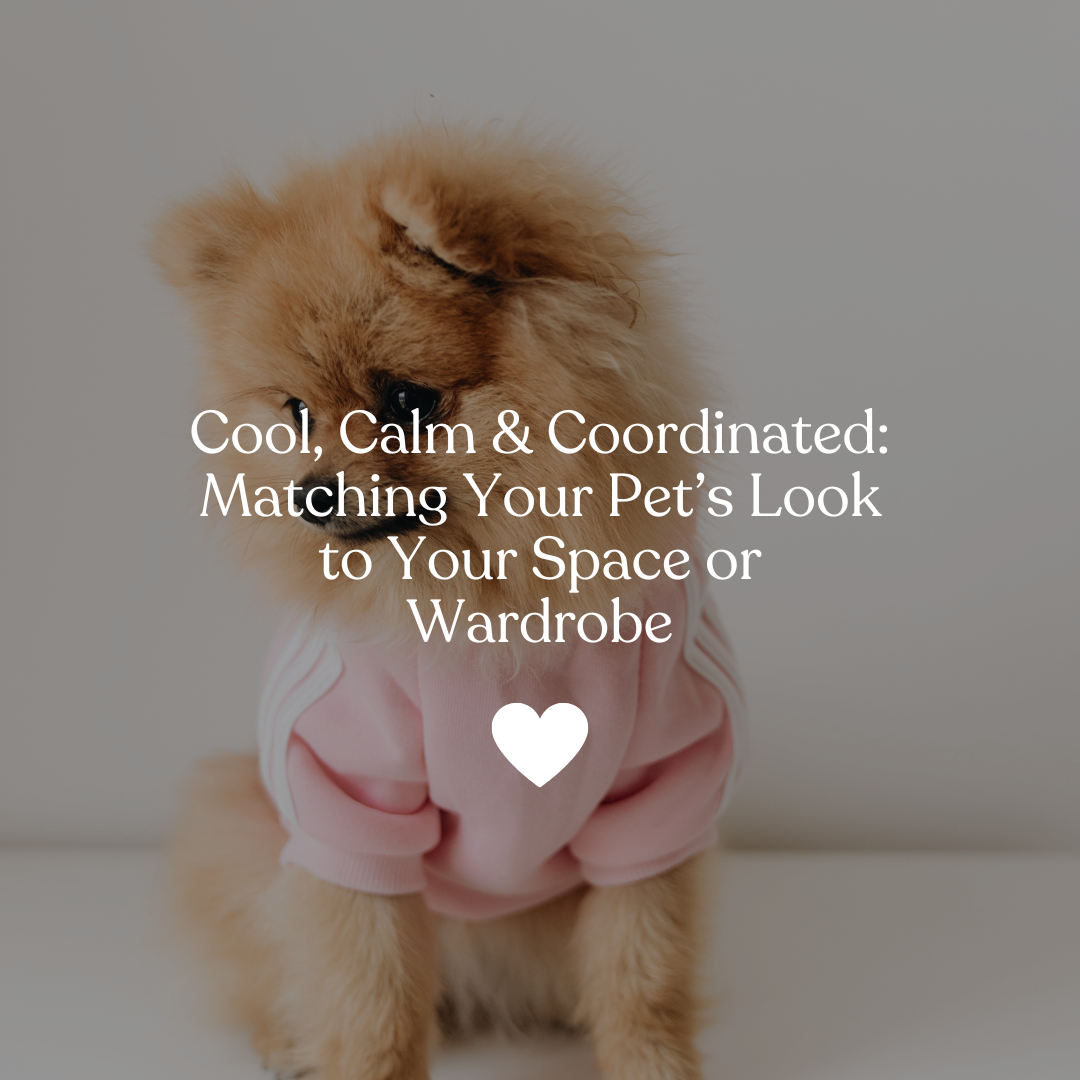 Matching Your Pet’s Look to Your Space or Wardrobe