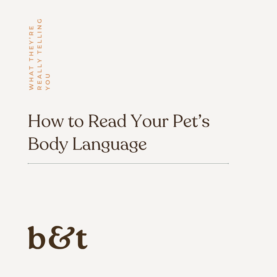 How to Read Your Pet’s Body Language