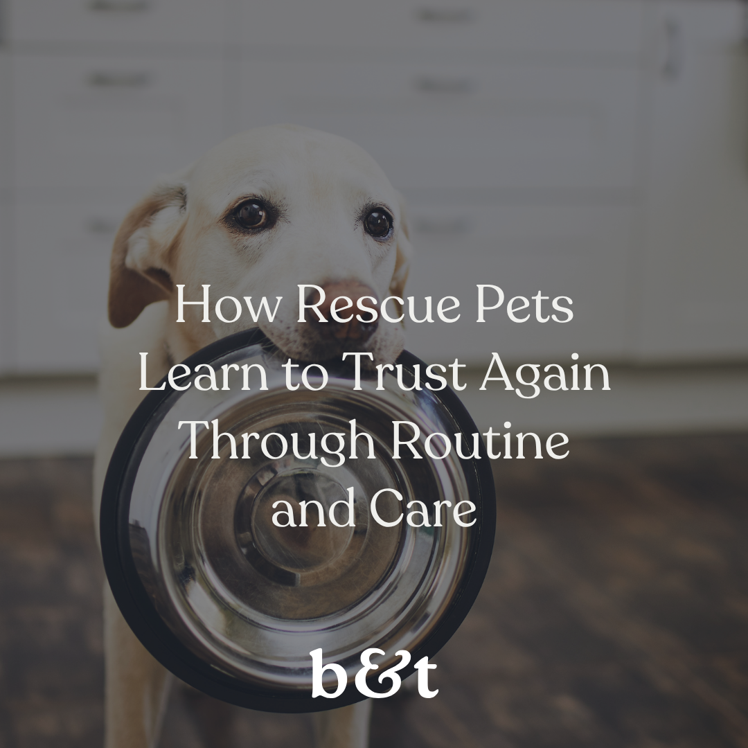 How Rescue Pets Learn to Trust Again Through Routine and Care