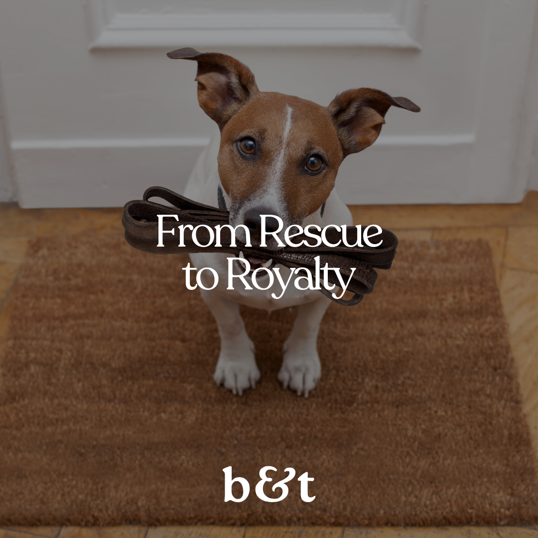 From Rescue to Royalty: Celebrating the Stories Behind Adopted Pets