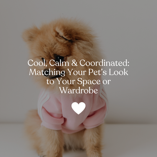 Matching Your Pet’s Look to Your Space or Wardrobe