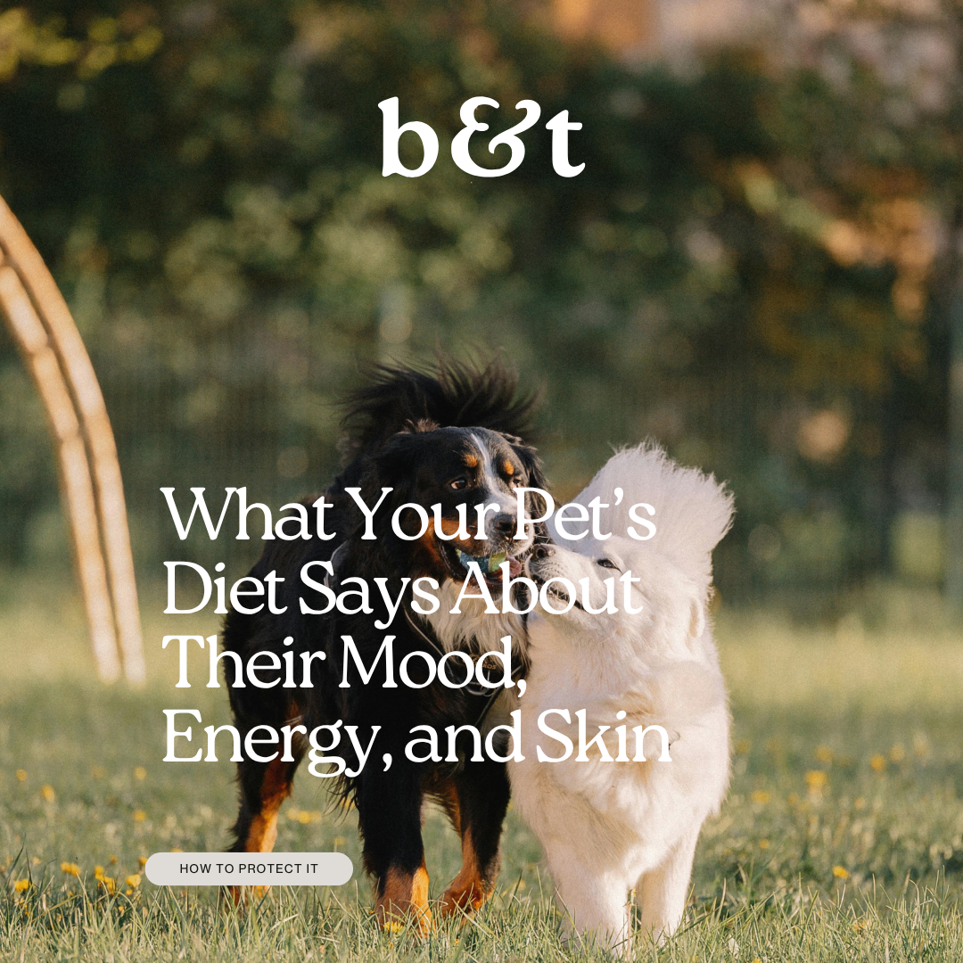 What Your Pet’s Diet Says About Their Mood, Energy, and Skin