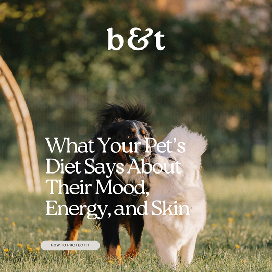 What Your Pet’s Diet Says About Their Mood, Energy, and Skin