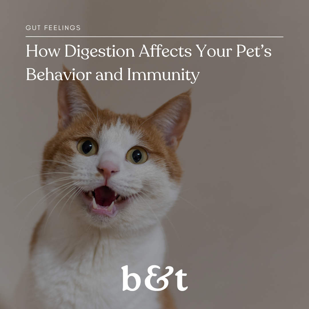 How Digestion Affects Your Pet’s Behavior and Immunity