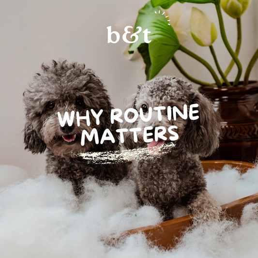 Why Routine Matters