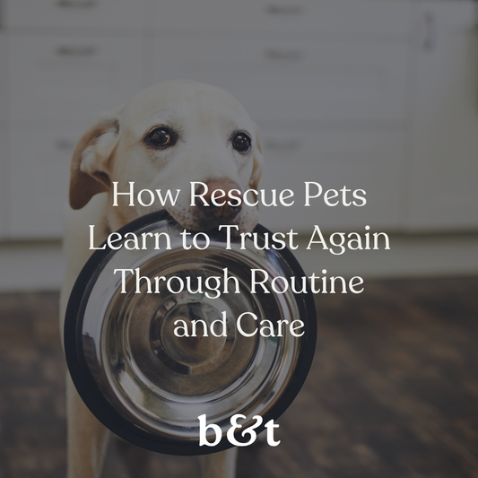 How Rescue Pets Learn to Trust Again Through Routine and Care