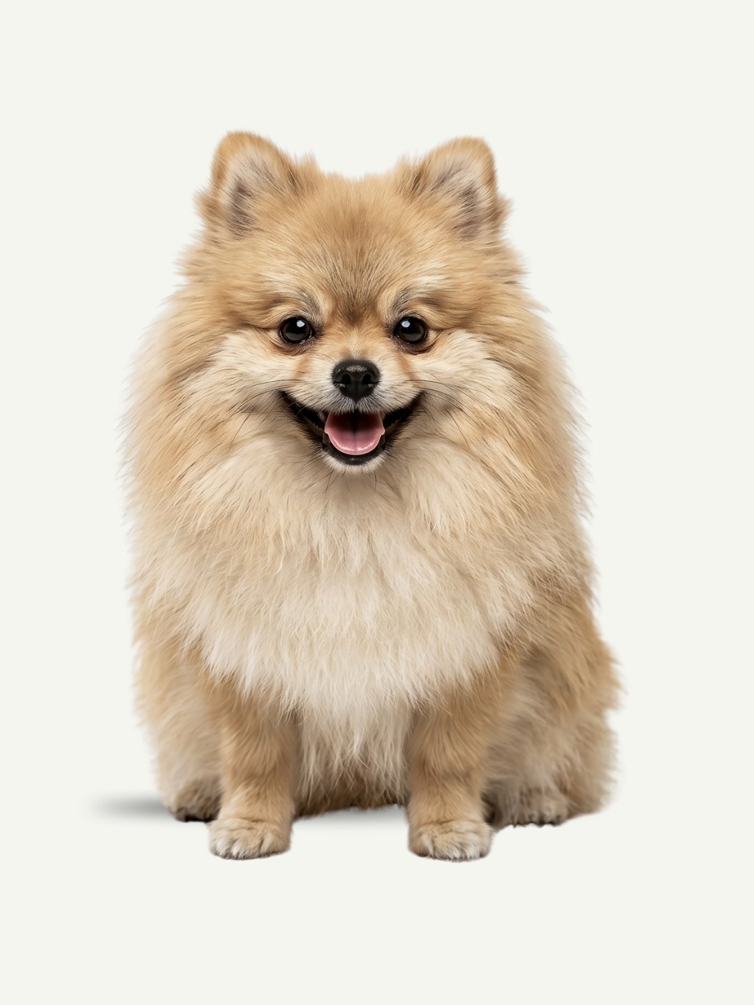 After: the same Pomeranian, clean and fluffy