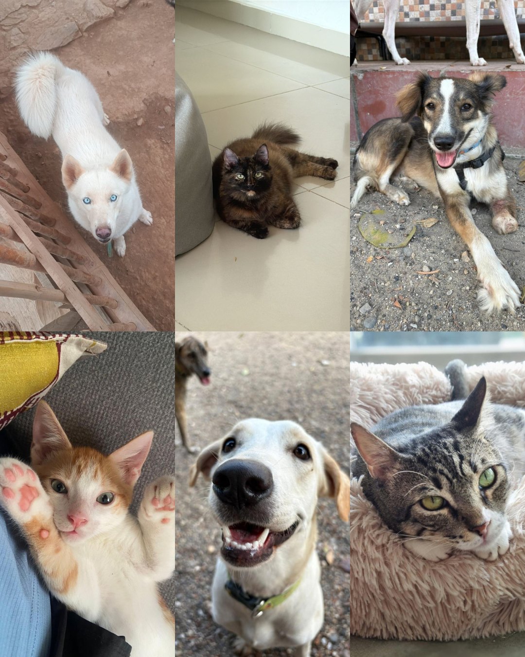 Six rescued dogs and cats in Cartagena