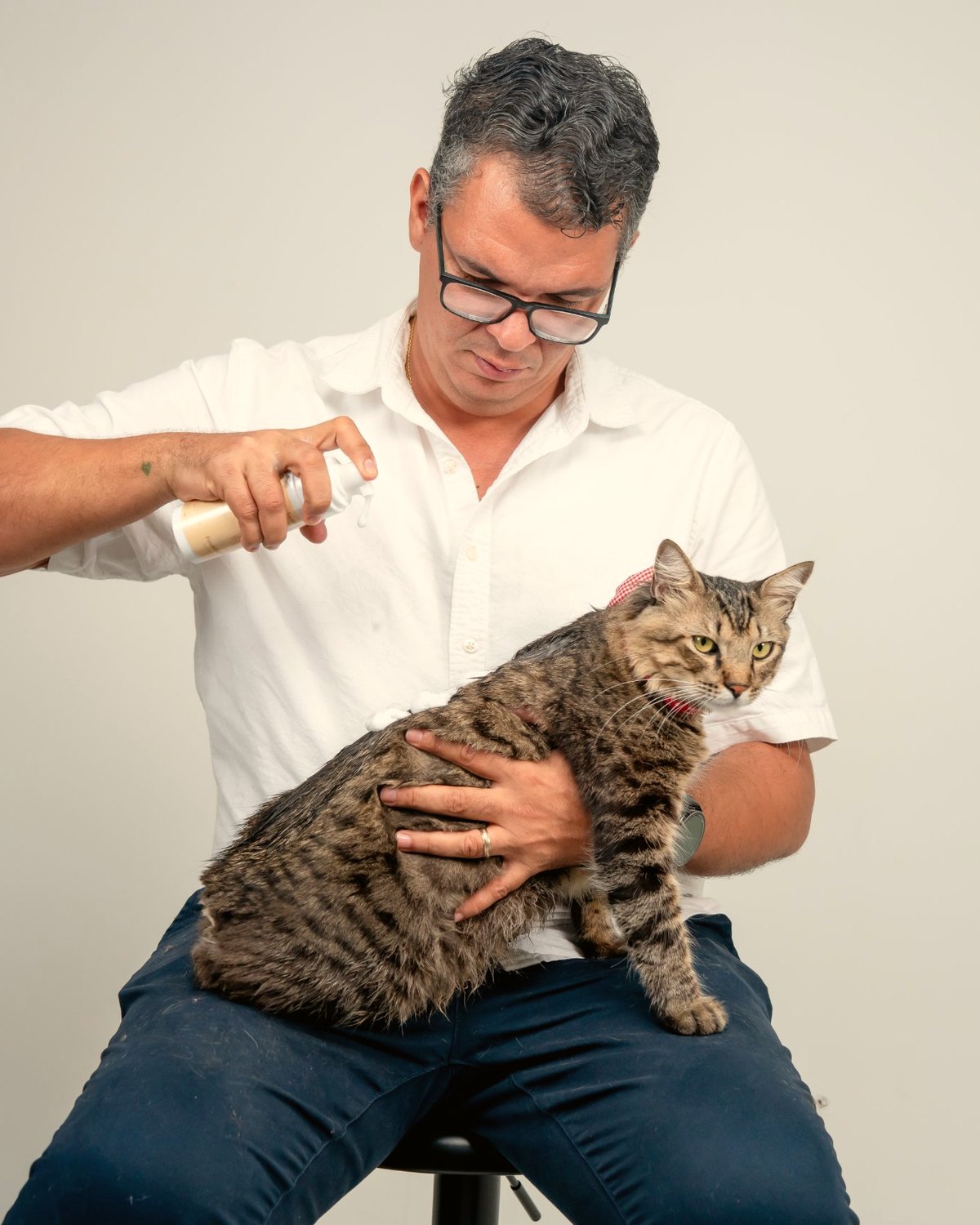 Applying foam to a tabby cat