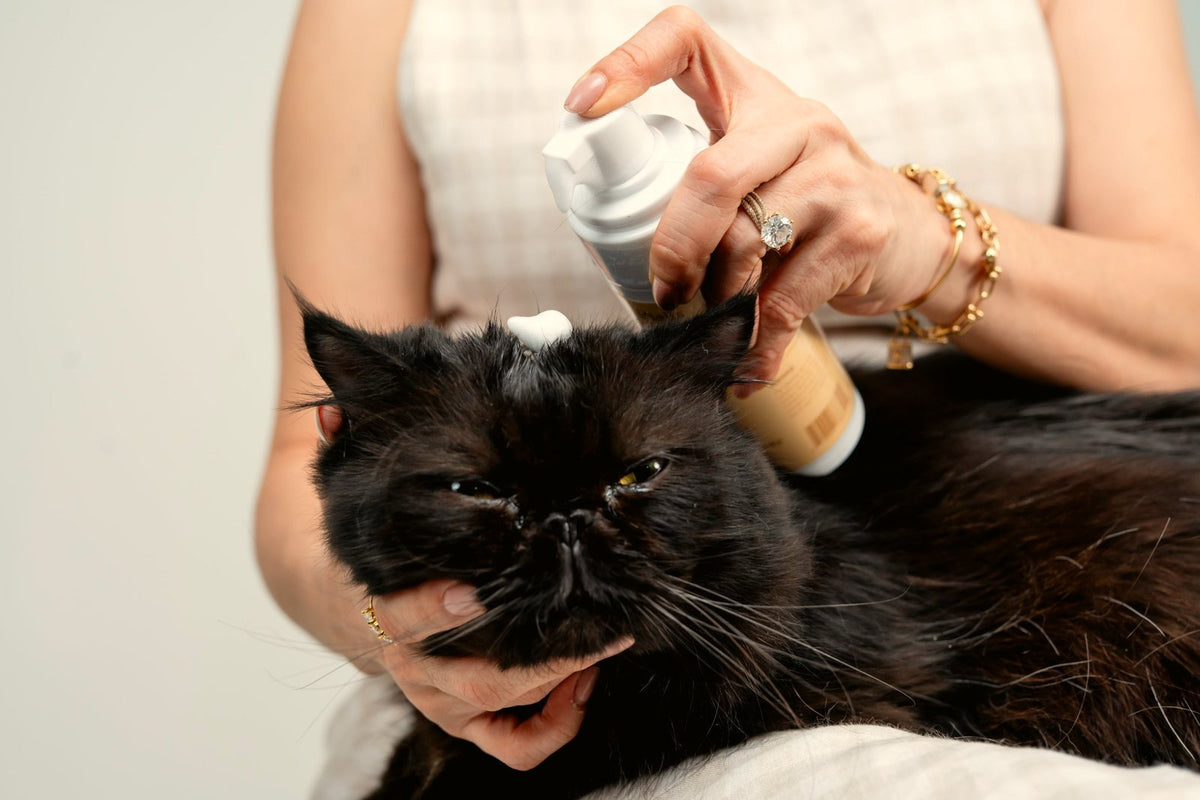 Bruce Wayne, a Persian cat, getting the foam