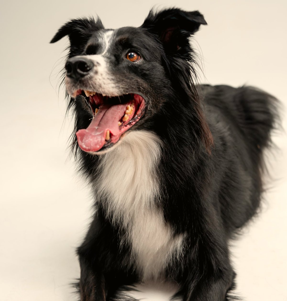 Luke, a border collie, smiling