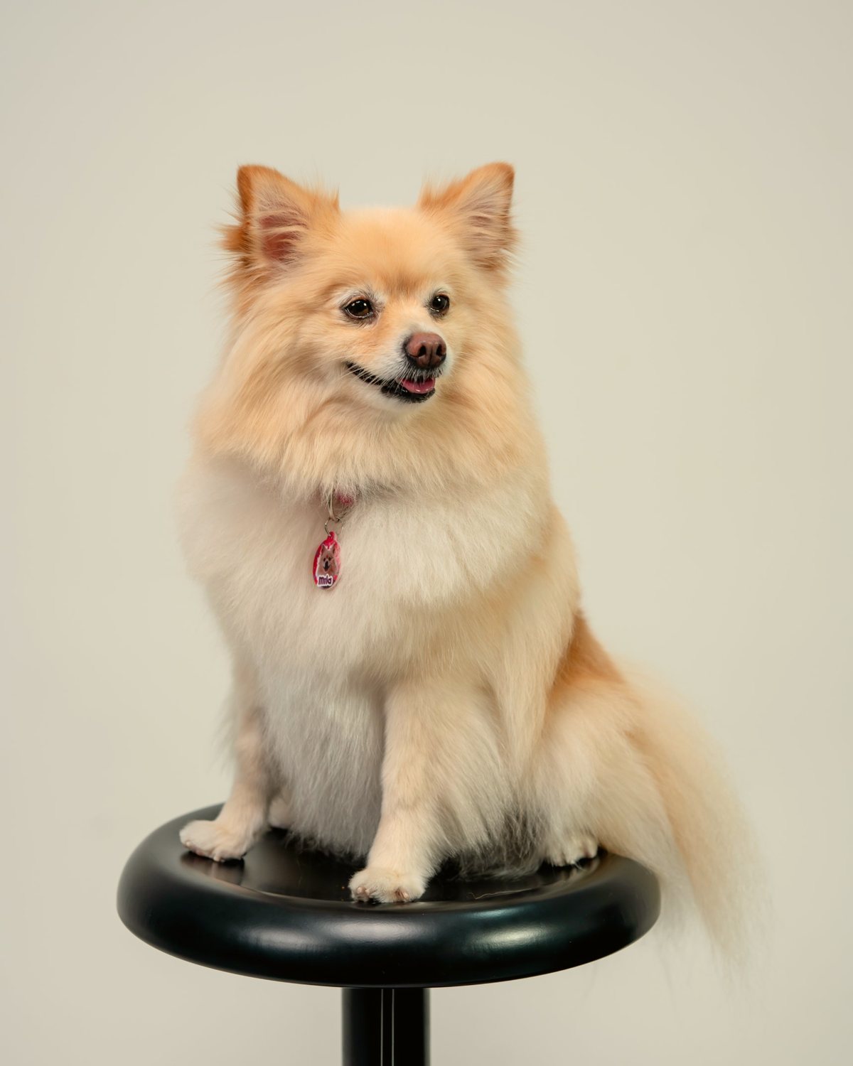 Mila the Pomeranian sitting on a stool